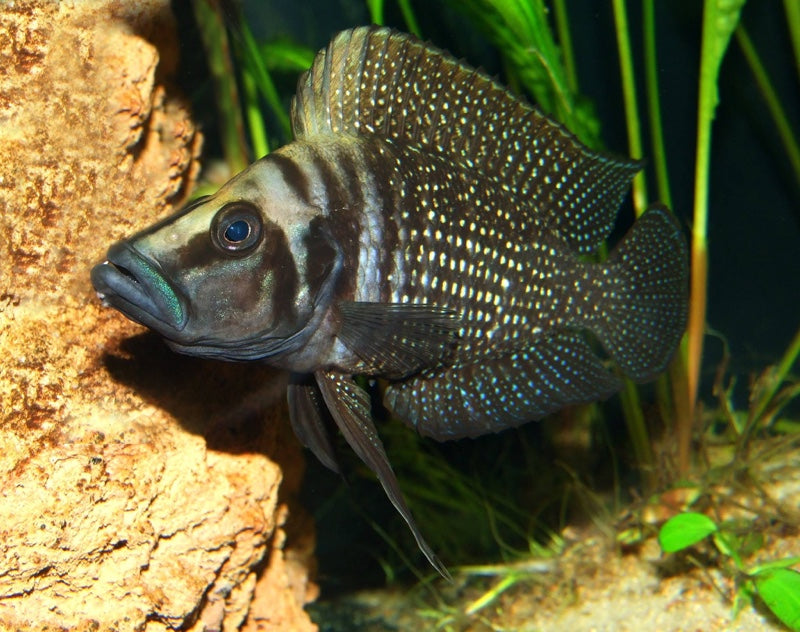 Altolamprologus calvus (Black Congo) - Wilds - Size 3.5-6 inches