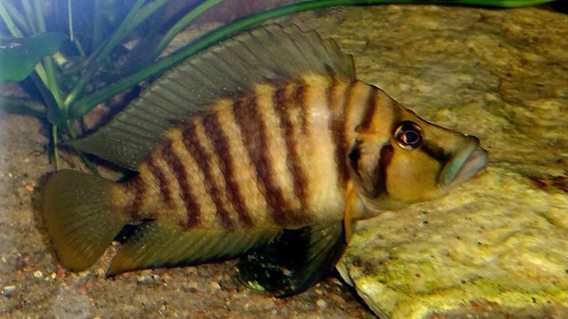 Altolamprologus compressiceps 'Cape Chaitika' - Wild (3.5 - 4 inches)