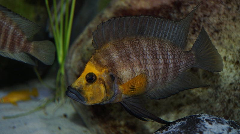 Altolamprologus compressiceps Kasanga Gold Head - Wild (4-5 inches)