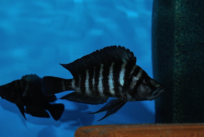 Altolamprologus compressiceps 'Kiku'