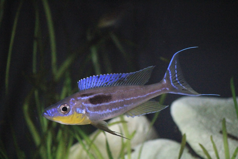 Benthochromis Tricoti 'Kasanga'
