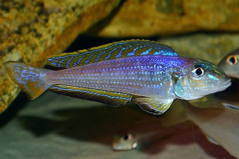 Enantiopus melanogenys 'Utinta' - wild (6-8 inches)