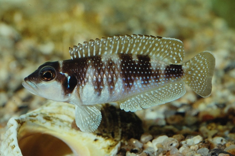 Lamprologus meleagris - F1 ( 1 inches )