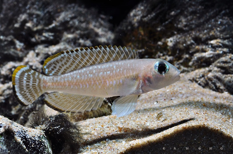 Lamprologus ornatipinnis 'Kigoma'
