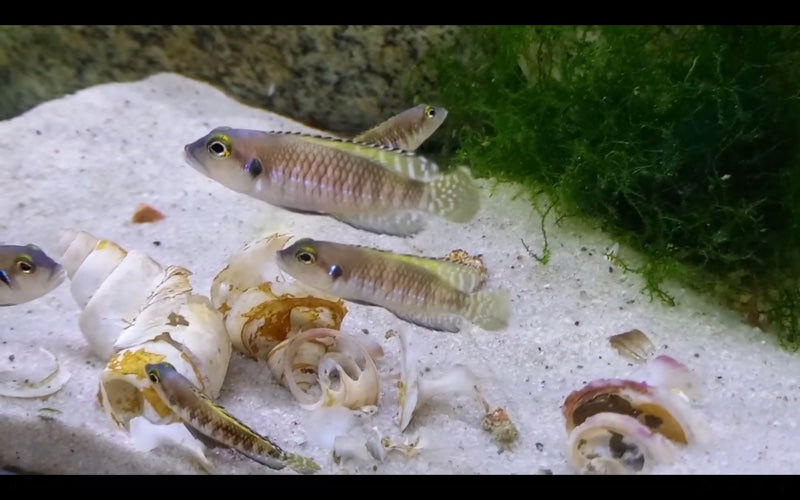 Lamprologus speciosus - F1 ( 1 inches )