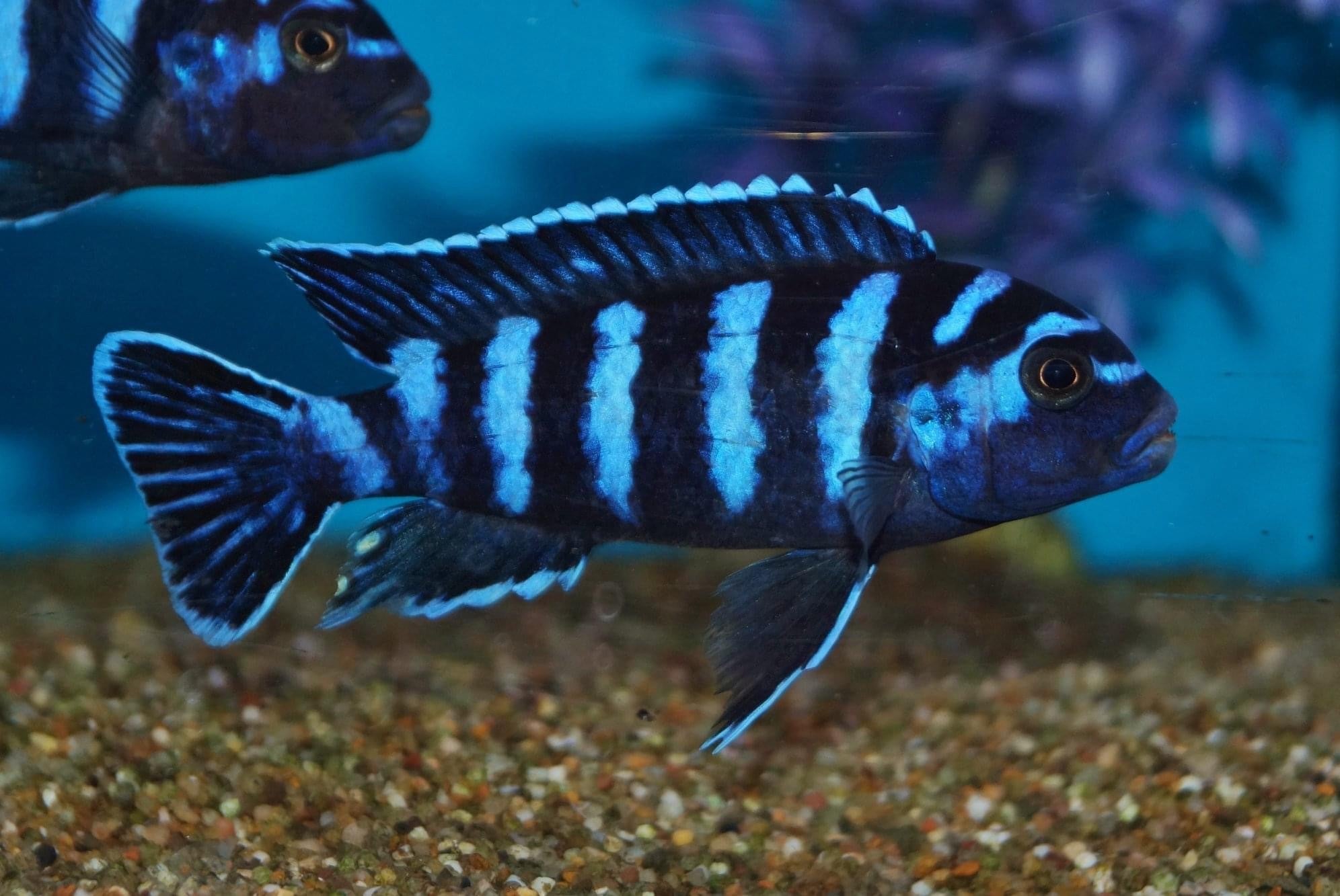 Pseudotropheus Demasoni ( 2 - 2.5 inches)