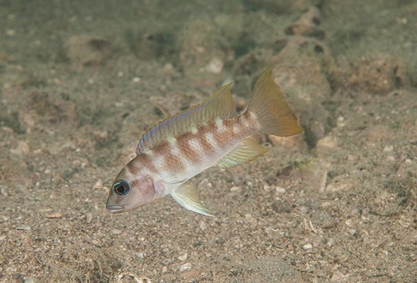Neolamprologus sp. 'mwila' Mwila Island - WILD ( 2 inches )