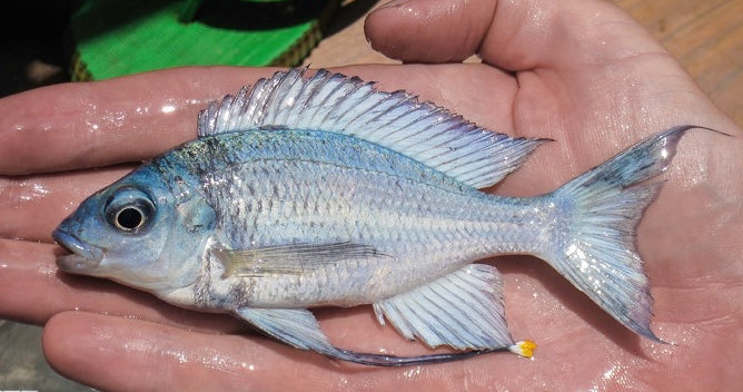 Ophthalmotilapia ventralis 'Kambwimba' - Wild ( 6 - 7 inches )