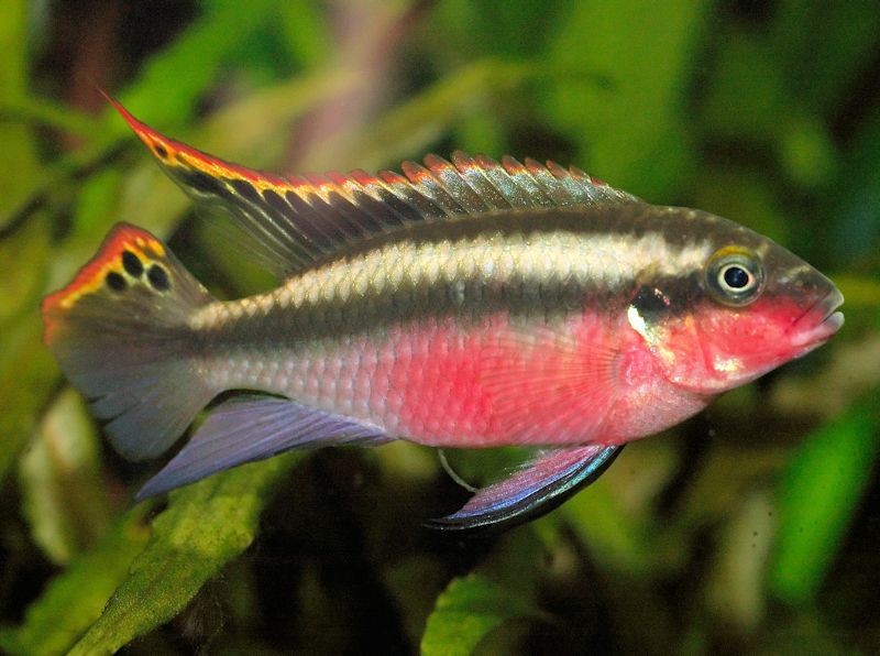 Pelvicachromis pulcher - Kribensis (2 - 2.5 inches)