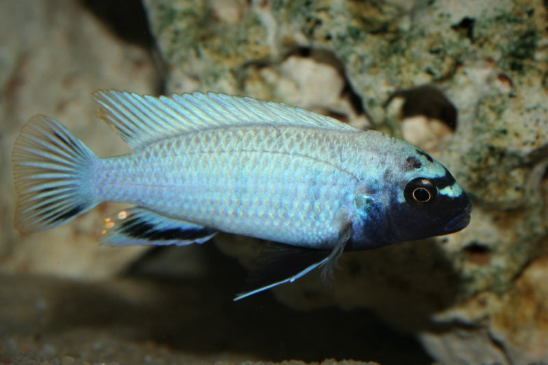 Pseudotropheus sp. 'polit' Lion's Cove - F! ( 4 - 5 inches)
