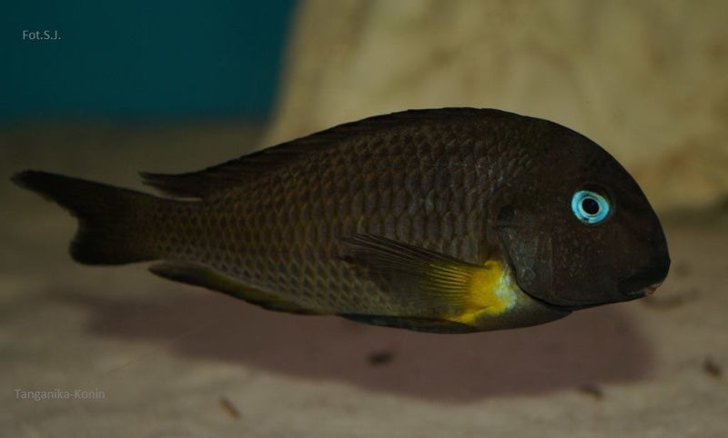 Tropheus sp. 'crescentic' Mkuyu / Isonga - F1 ( 2 inches )
