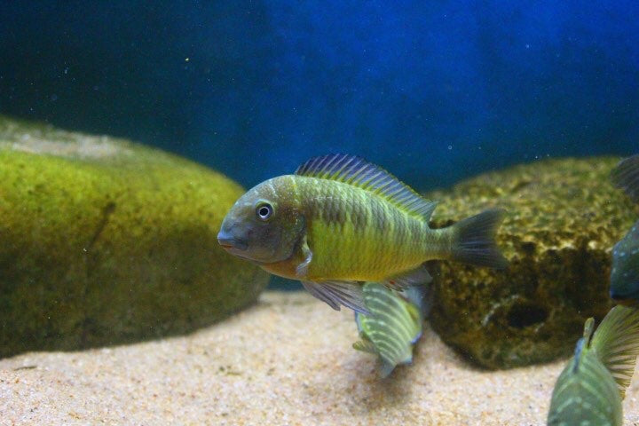 Tropheus moorii 'Izinga Island' - WILD ( 5 - 6 inches)