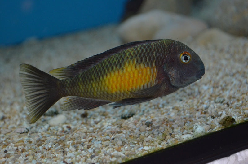 Tropheus moorii 'Kalambo' - WILD ( 4 - 5 inches)