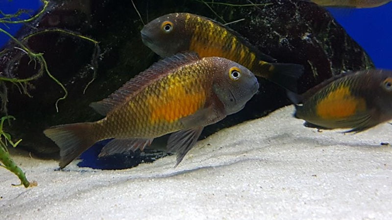 Tropheus moorii 'Kasakalawe' - WILD ( 5 - 6 inches)
