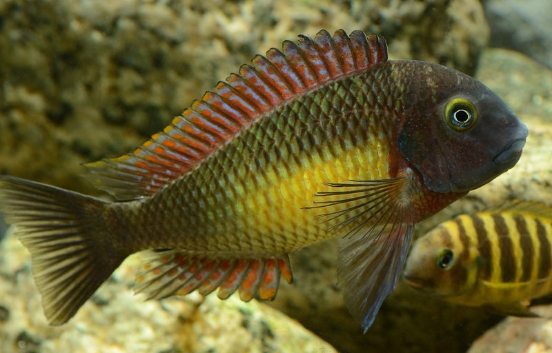 Tropheus moorii 'Kasanga' Red Rainbow - WILD - ( 5 - 6 inches )