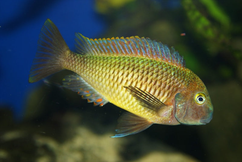 Tropheus moorii 'Maleza' - WILD ( 4 - 5 inches )