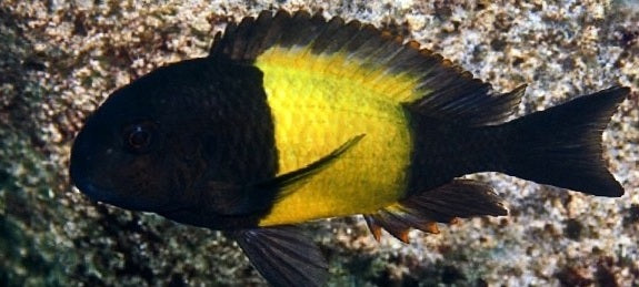 Tropheus Ikola - F1 (1.5 - 2 inches)