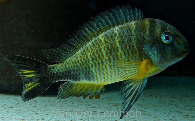 Tropheus sp. 'crescentic' Mkuyu / Isonga - WILD ( 5 - 6 inches )