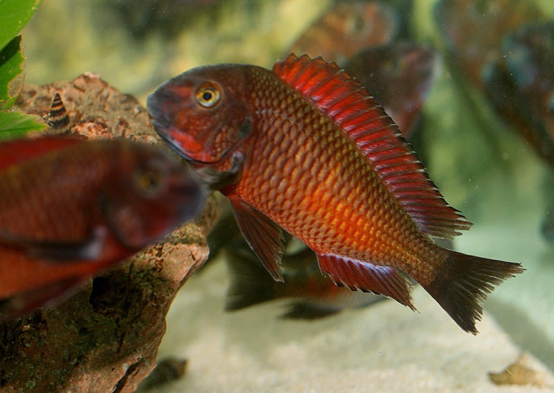 Tropheus sp. 'red' Chimba - F1( 1.5 - 2 inches)