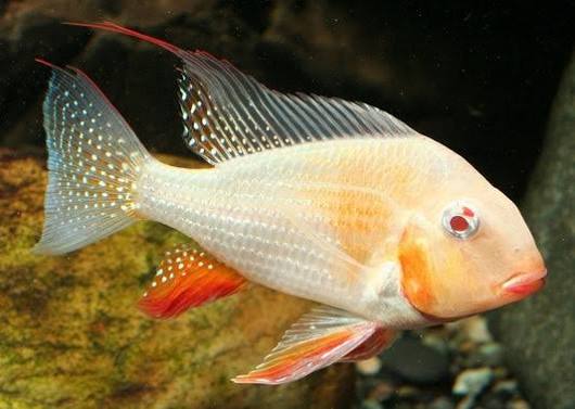 Albino Heckii (3 inches)