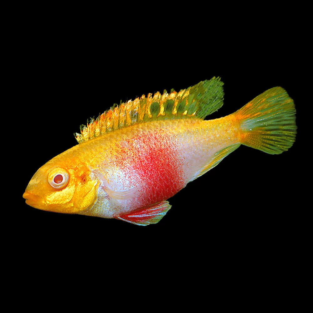 Albino Pelvicachromis pulcher - Albino Kribensis (2 - 2.5 inches)
