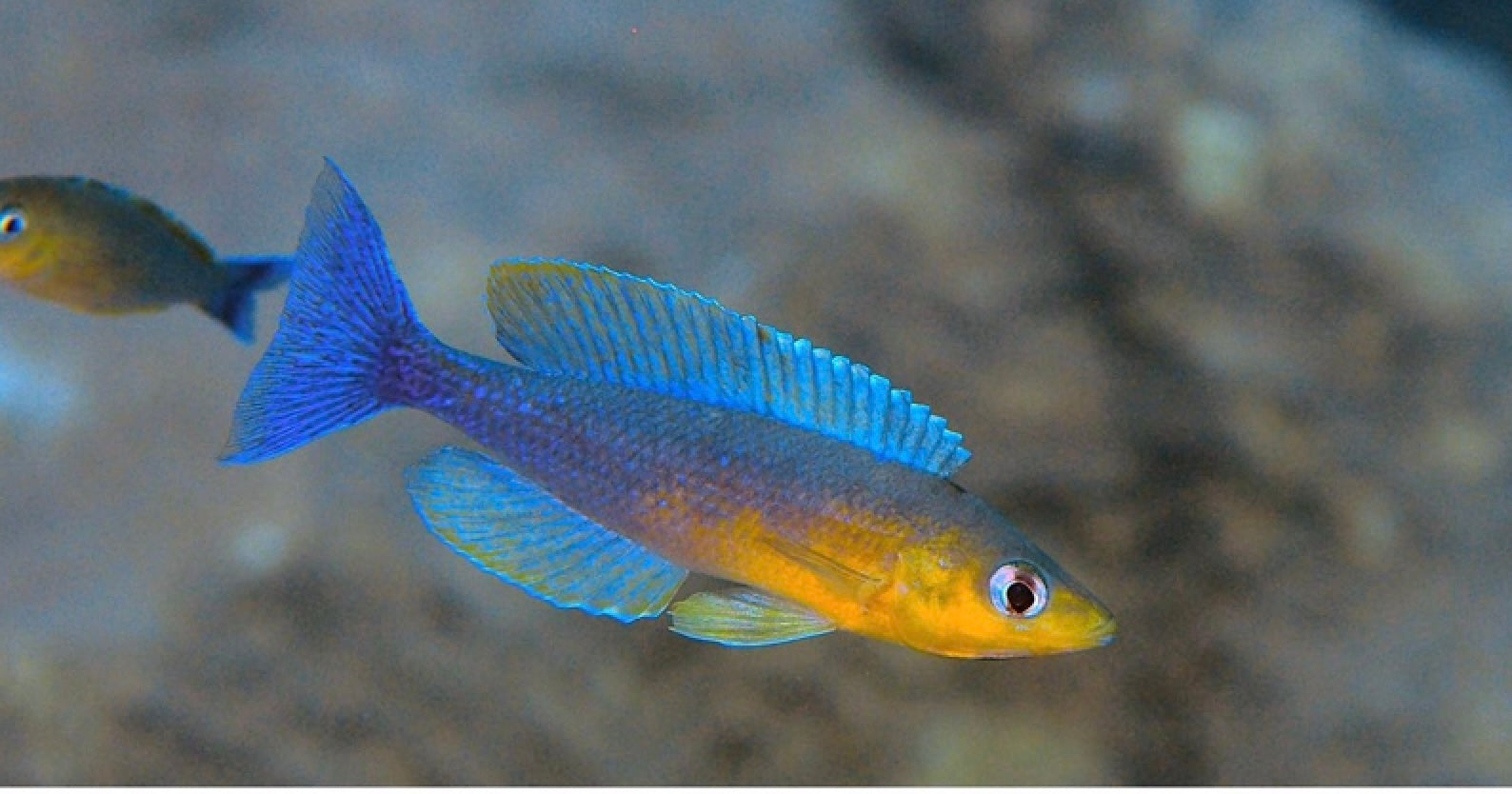 Cyprichromis sp. 'dwarf jumbo' Cape Bangwe - wild (3.5 - 4 inches)