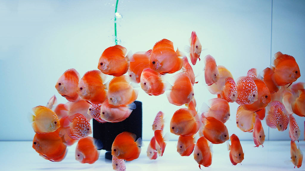 Discus (RED MELON/ RED MAP) Size 2.5 - 3 Inches