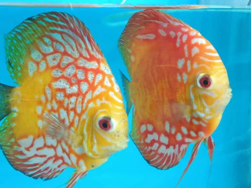 Discus (RED MELON/ RED MAP) Size 2.5 - 3 Inches